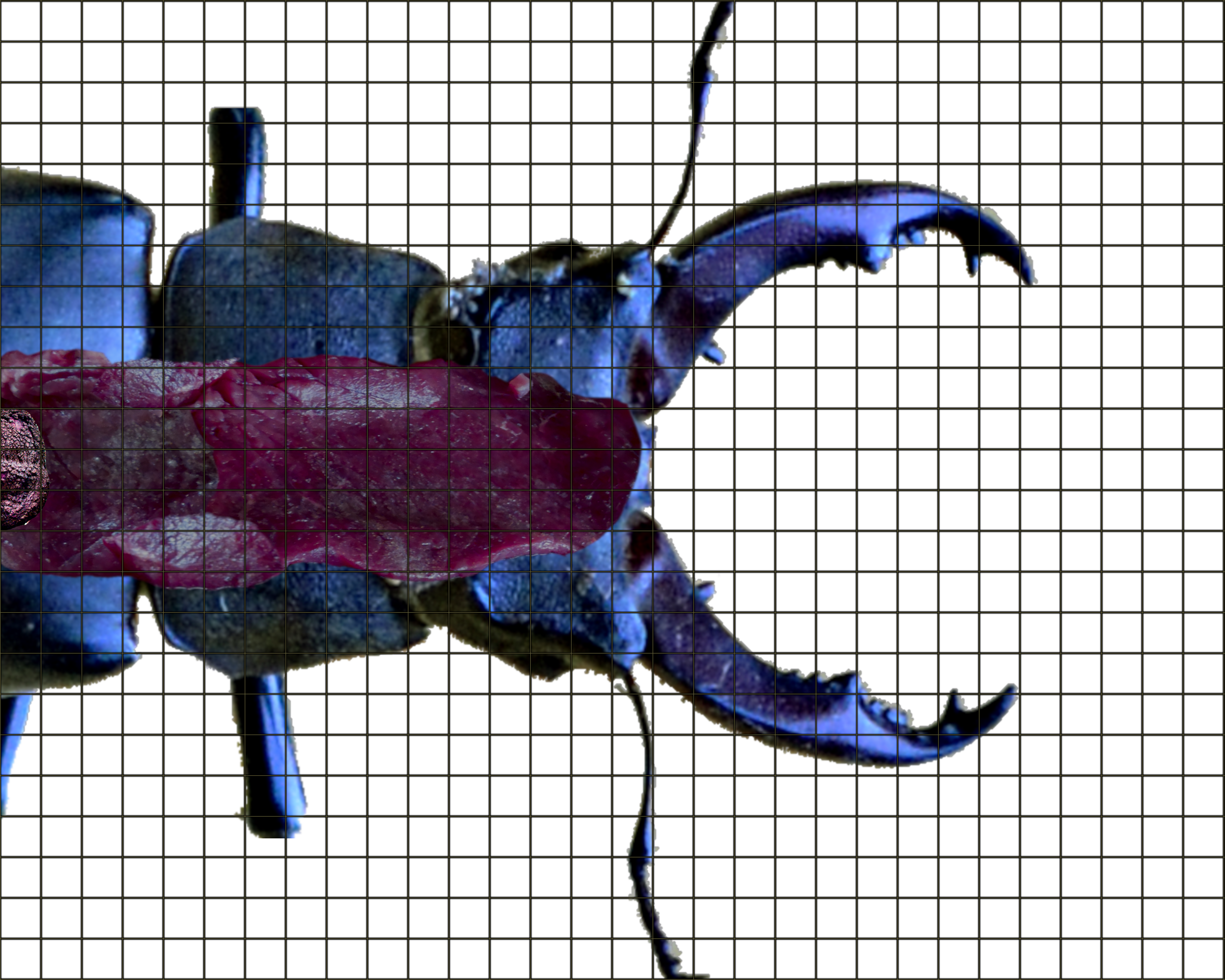Cutaway To Reveal Gullet