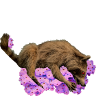 1585288293 1468 FT3390 Raccoon